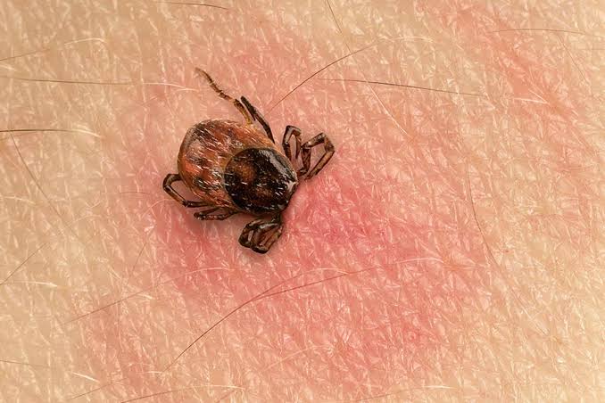 Pfizer-Valneva Lyme Vaccine Clears Key EU Regulatory Step
