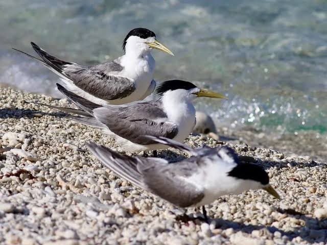 Australia on Alert: The Rising Threat of H5 Bird Flu